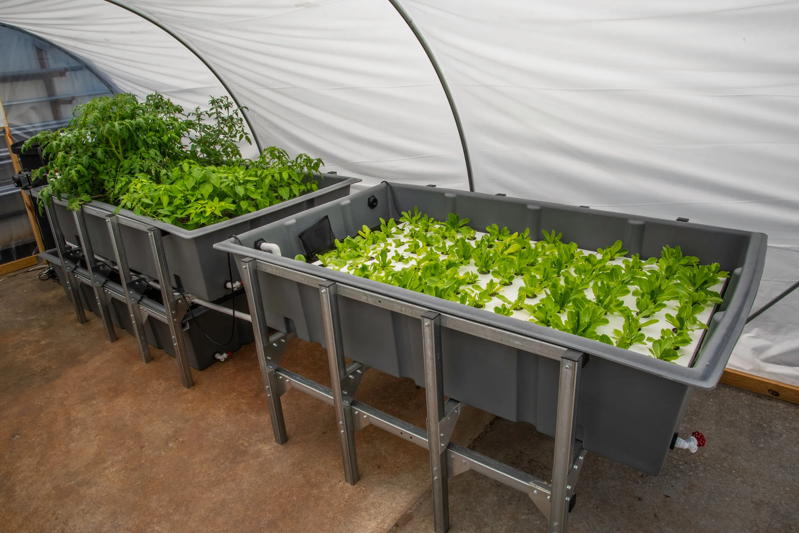 Aquaponic System