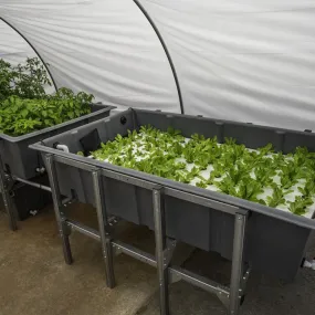 Aquaponic System