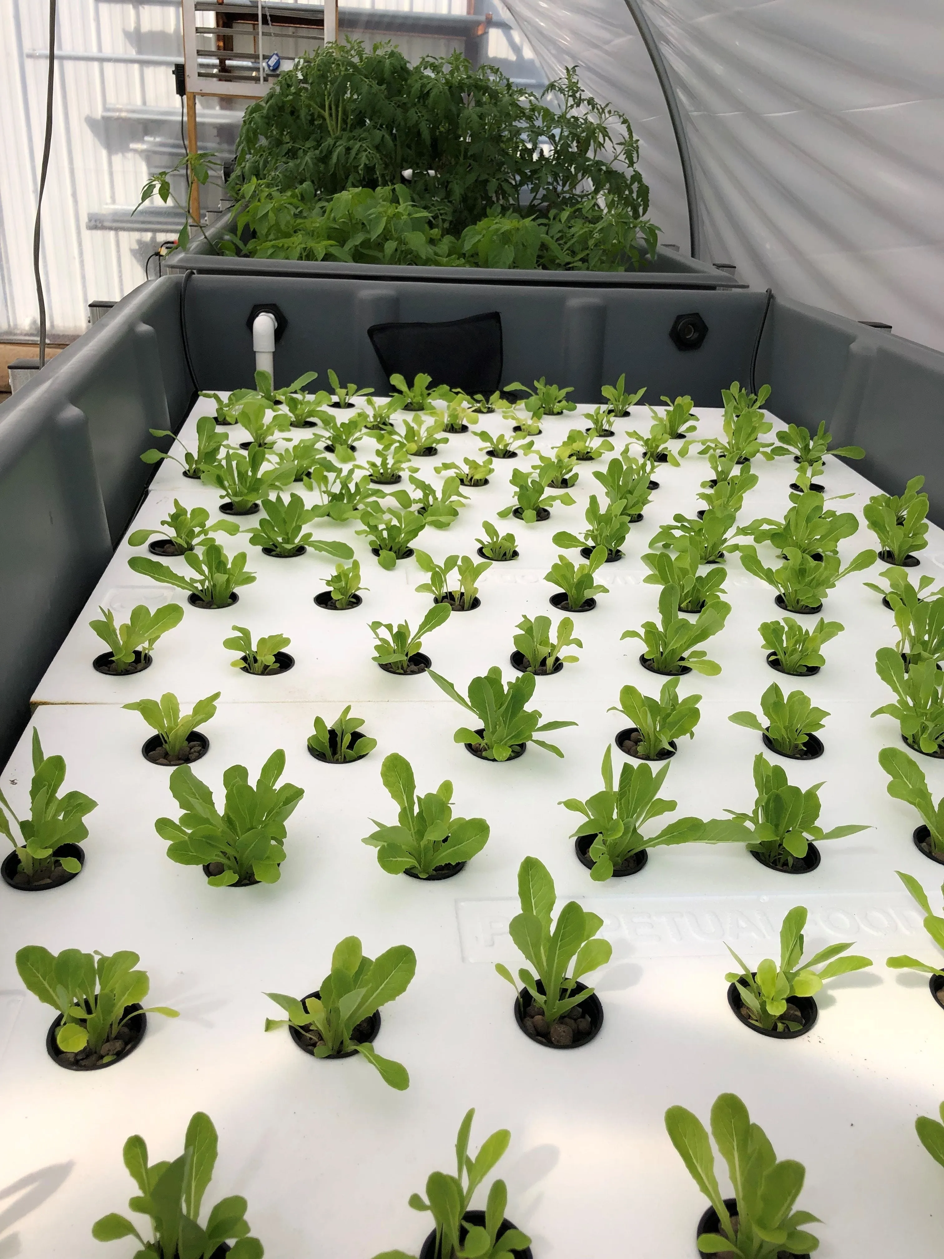 Aquaponic System