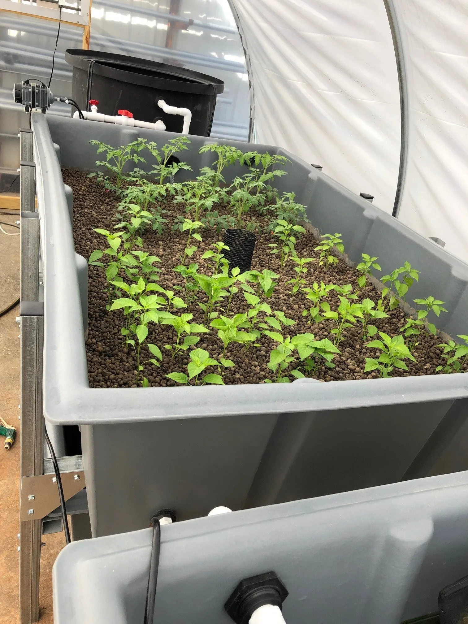 Aquaponic System