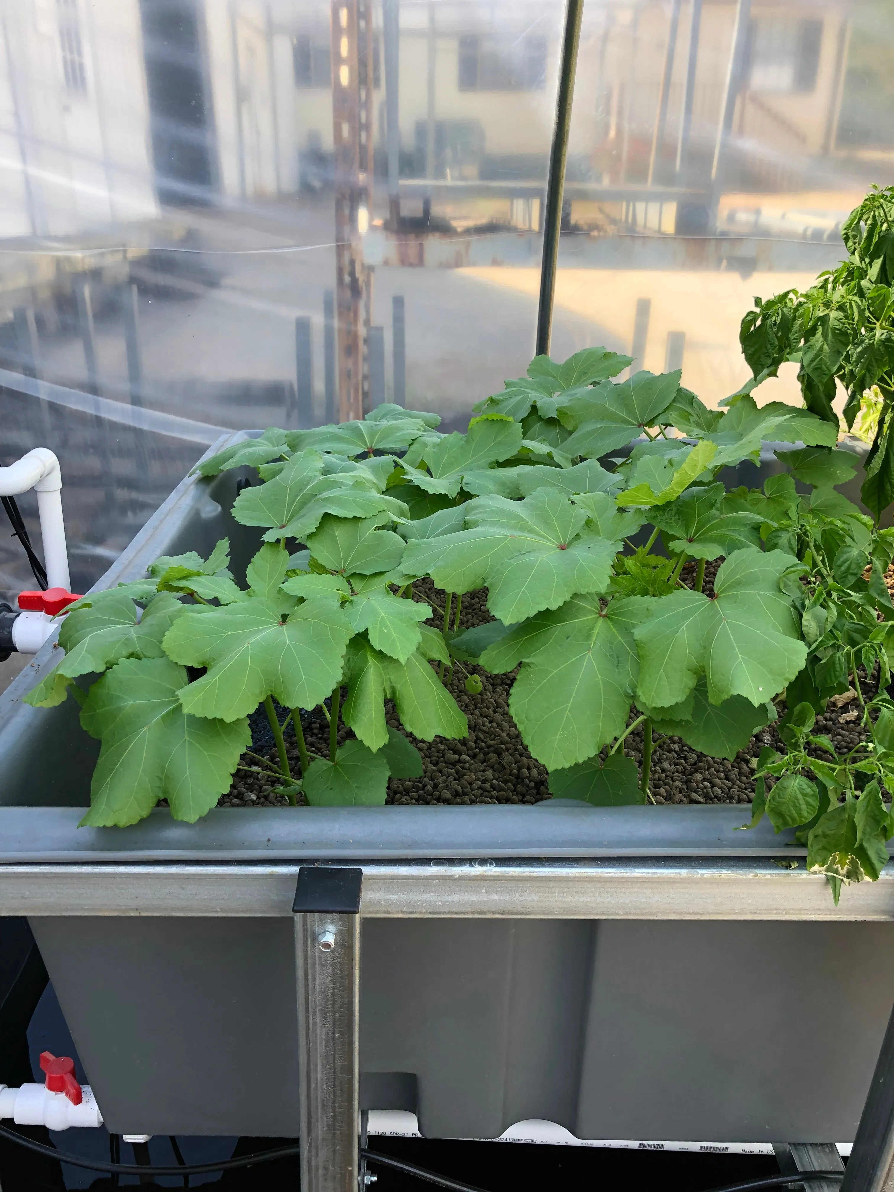Aquaponic System