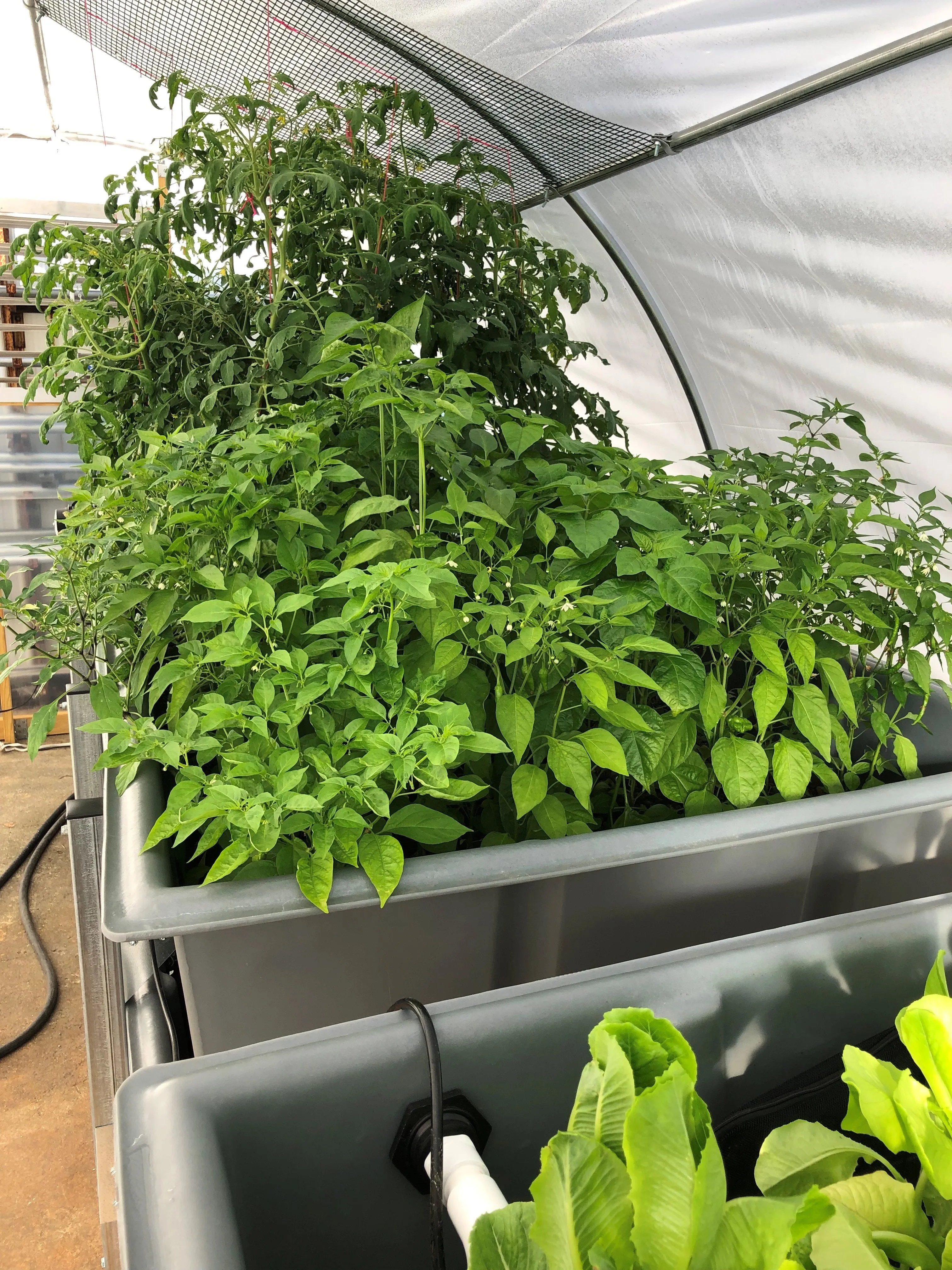 Aquaponic System
